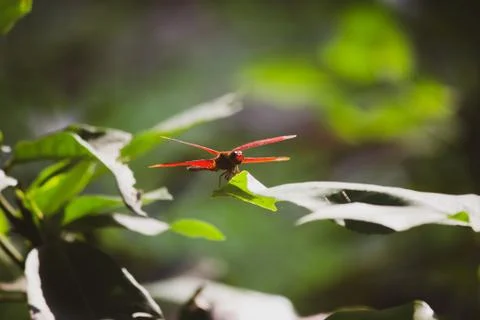 Red dragonfly Stock Photos