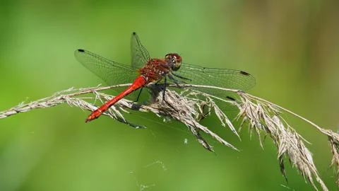 Red dragonfly Stock Photos