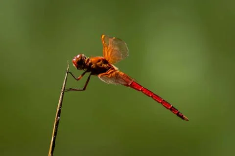 Red dragonfly 库存照片