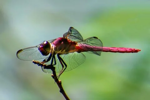 Red dragonfly 库存照片