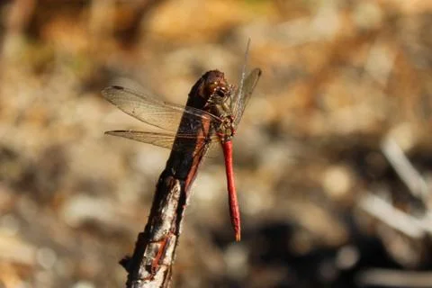 A red dragonfly Stock Photos