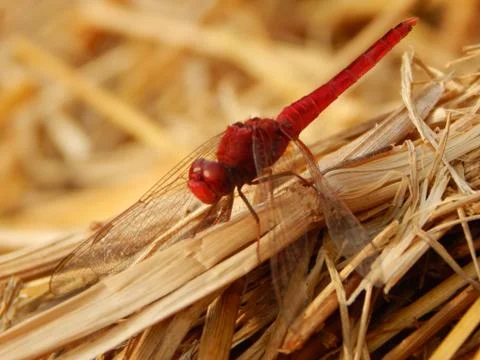 Red Dragonfly Stock Photos