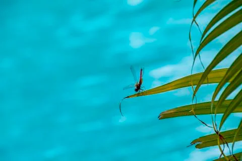 Red dragonfly Stock Photos