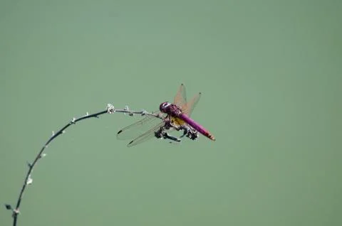 A red dragonfly Stock Photos