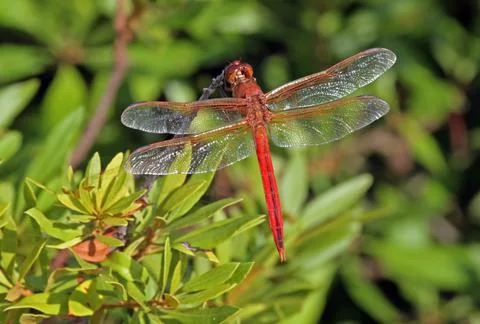 Red Dragonfly Stock Photos