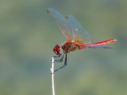 Red dragonfly Stock Photos