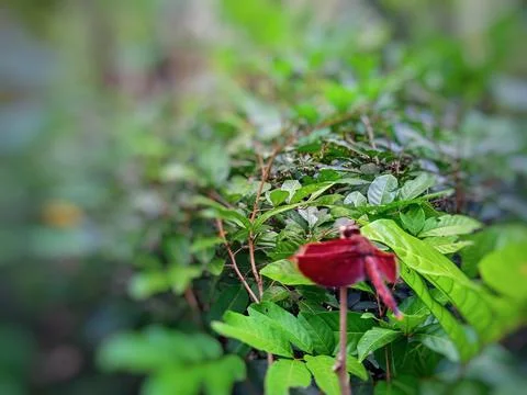 Red dragonfly Stock Photos
