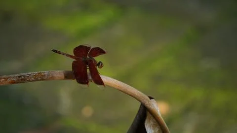 The Red Dragonfly Stock Photos