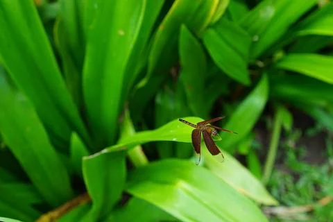 Red dragonfly Stock Photos