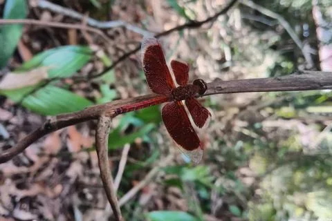Red dragonfly Stock Photos