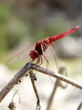 Red Dragonfly Stock Photos