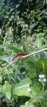 Red dragonfly Stock Photos