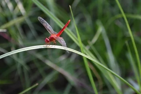 A red dragonfly Stock Photos
