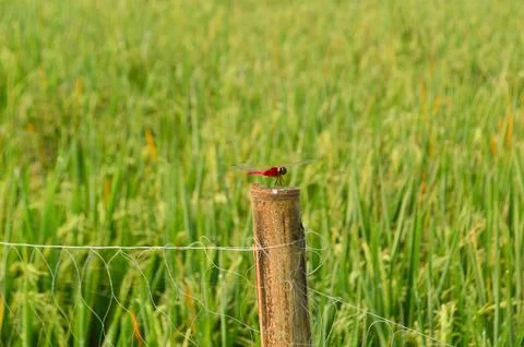 Red dragonfly Stock Photos