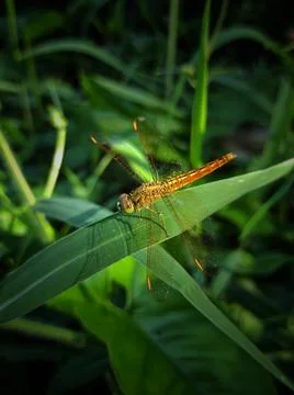 Red dragonfly Stock Photos