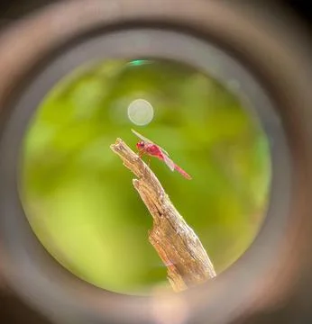 Red dragonfly Stock Photos