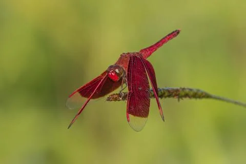 Red dragonfly Stock Photos
