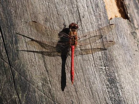 A red dragonfly Stock Photos