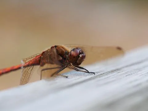 A red dragonfly Foto stock