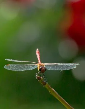 Red dragonfly Stock Photos