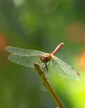 Red dragonfly Stock Photos
