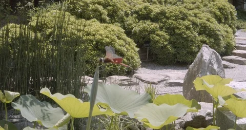 Red dragonfly on a plant Stock Footage 122180518