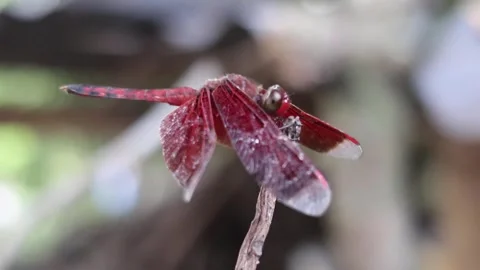 Red dragonfly ready to fly. Stock Footage 271040823