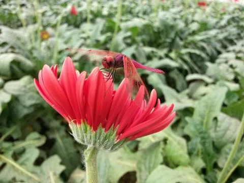 Red dragonfly on red gerbera Stock Photos