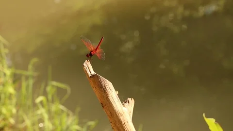 Red dragonfly relax at the waterside. Stock Footage 103941435