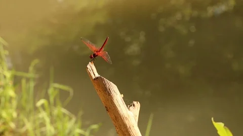 Red dragonfly relax at the waterside. Stock Footage 105939072