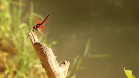 Red dragonfly relax at the waterside. Stock Footage 105939397
