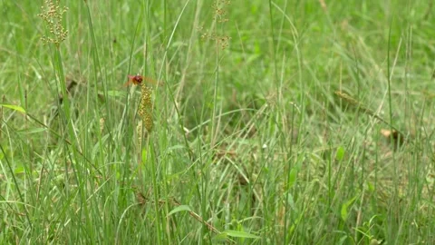 Red dragonfly resting, and flies away at the end (50fps) 스톡 동영상 296364246