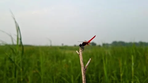Red Dragonfly Resting On Dry Twig Facing Skyward Stockbeeldmateriaal 341809576