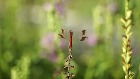 Red dragonfly resting in the grass Stock Footage 144324887