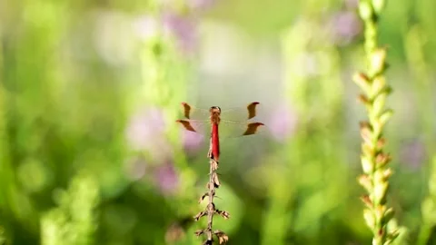 Red dragonfly resting in the grass Stock Footage 144324902