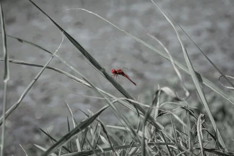 Red dragonfly resting on a leaf Stock Photos