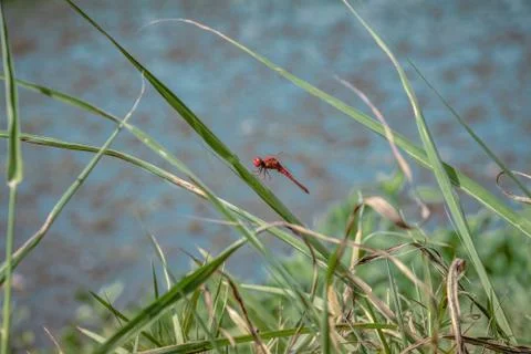 Red dragonfly resting on a leaf Stock Photos