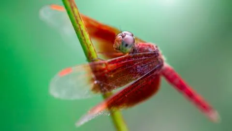 Red dragonfly resting on a stem, macro photography of this colorful Odonata Stock Photos