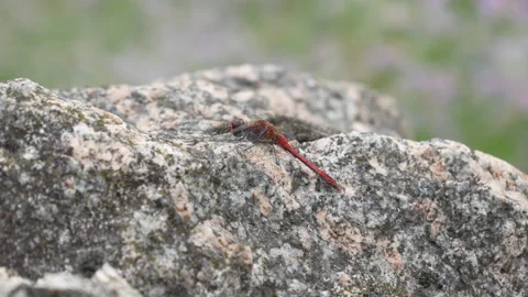 Red dragonfly resting on stone close up Stock-Footage 317335849