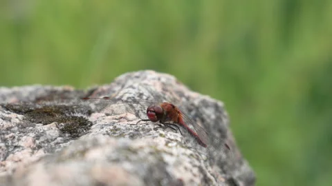 Red dragonfly resting on stone close up Stock Footage 317577150