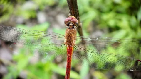 Red Dragonfly Resting by Water 4K Video Video stock 317555736