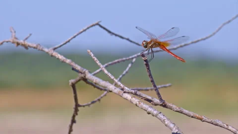 Red dragonfly rests over dry branch shaked by wind Stock Footage 143735379