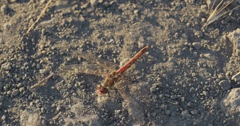 A red dragonfly rests quietly on dry, dusty ground Vidéo 339761012