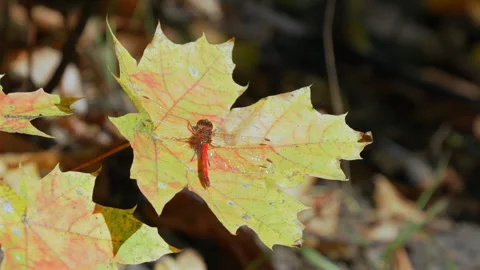 Red dragonfly rests on yellowing maple leaf Stock Footage 345966715