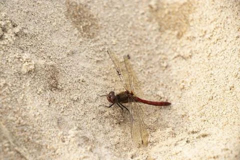 A red dragonfly on the sand in Denmark Stock Photos