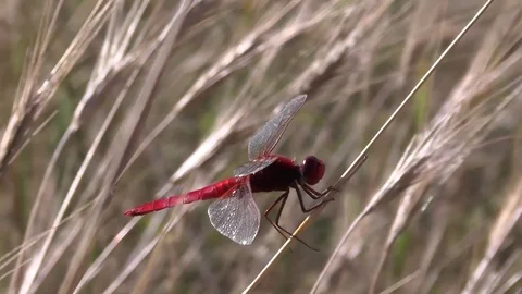Red dragonfly Scarlet Darter Crocothemis erythraea hunting, catching and devours Stock Footage