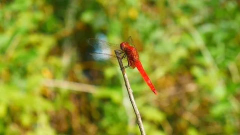 Red Dragonfly sits on a branch on a background of green grass. Macro shot Stock Footage 127734683