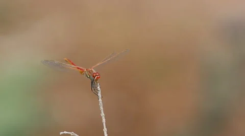 Red dragonfly sits down and takes off on a dry twig several times Stock Footage 68790220