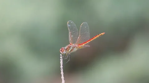 Red dragonfly sits down and takes off on a dry twig several times Stock-Footage 68989640