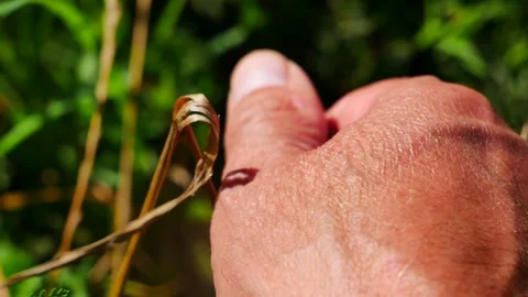 A red dragonfly sits on a person's hand. 스톡 동영상 203965609